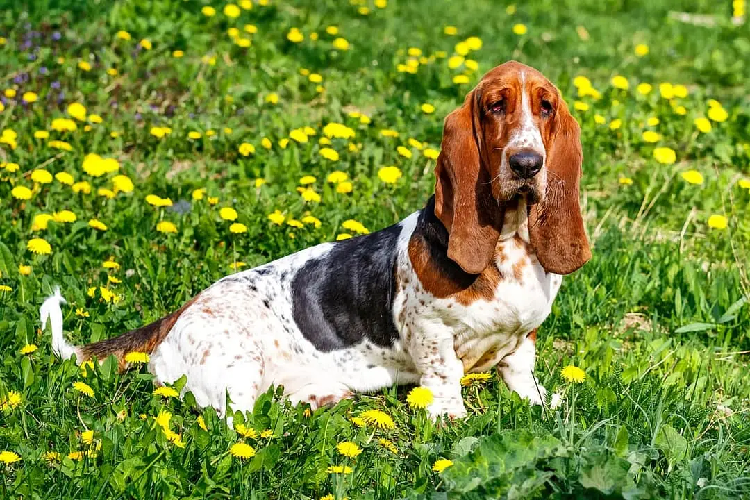 Basset Hound playing