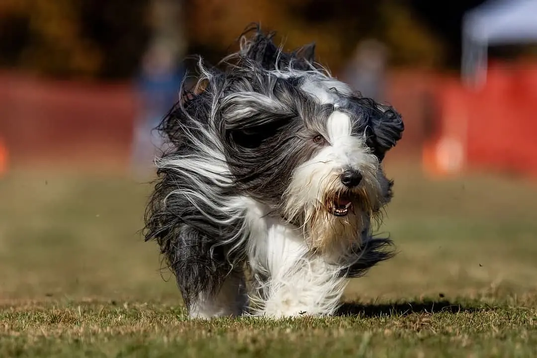 Bearded Collie