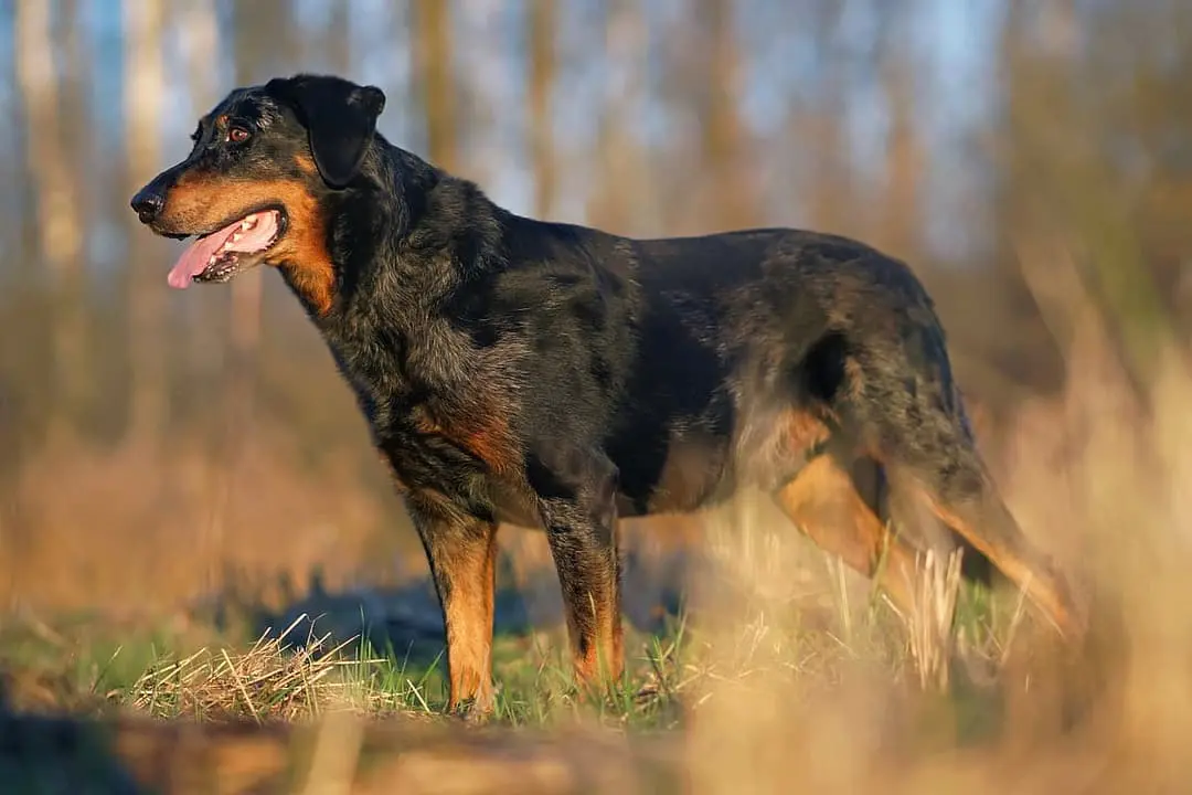 Beauceron playing
