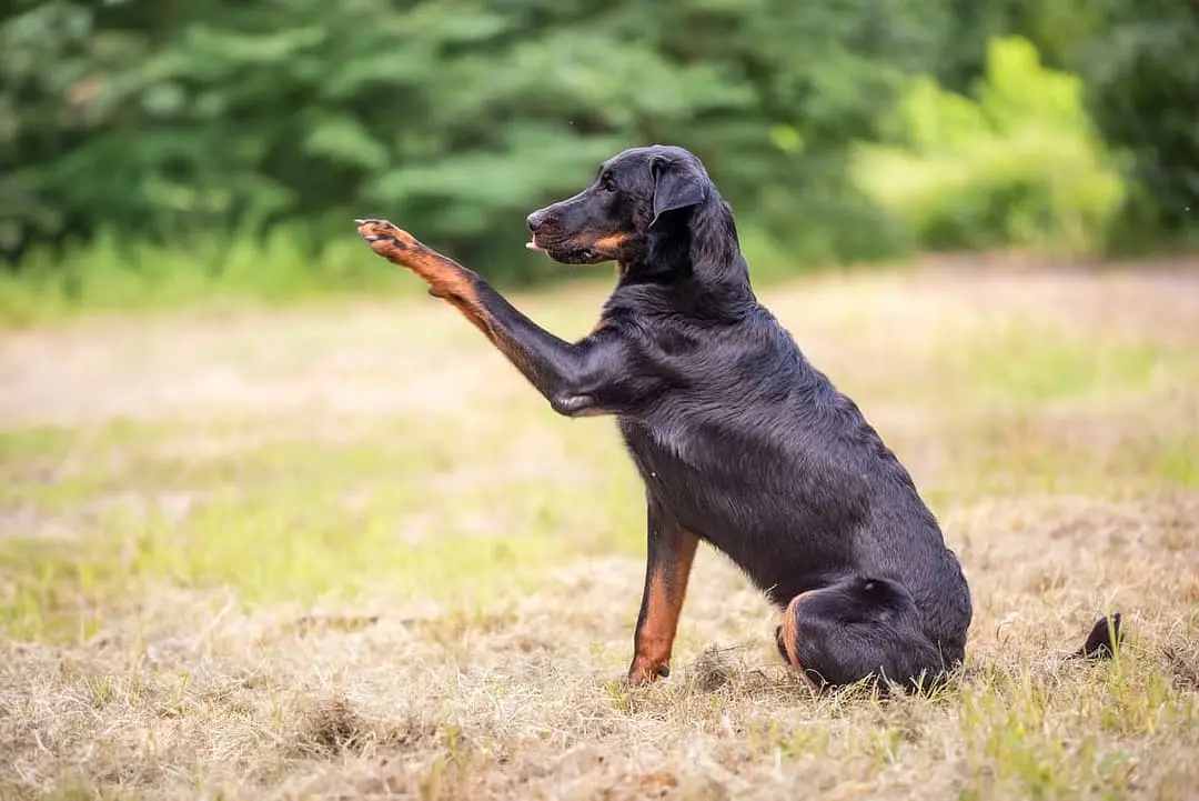Beauceron with family