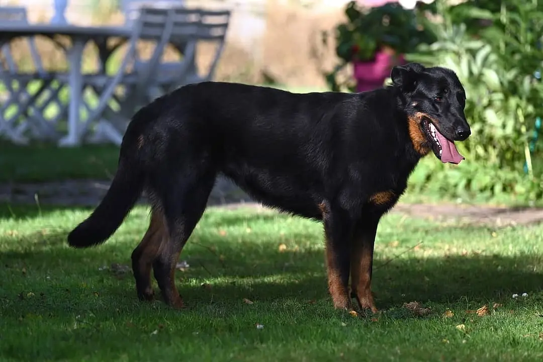 Beauceron