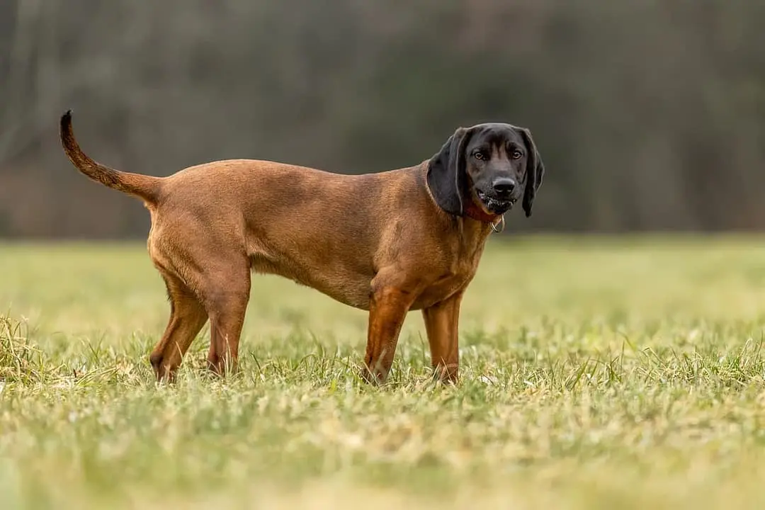 Beierse Bergzweethond playing