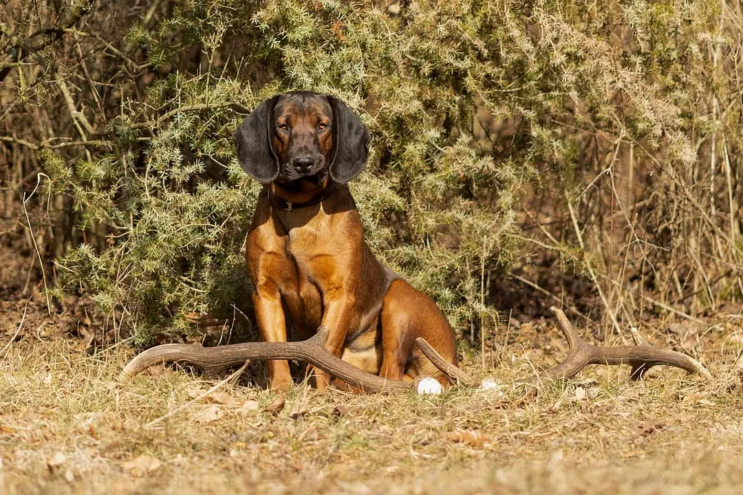 Beierse Bergzweethond