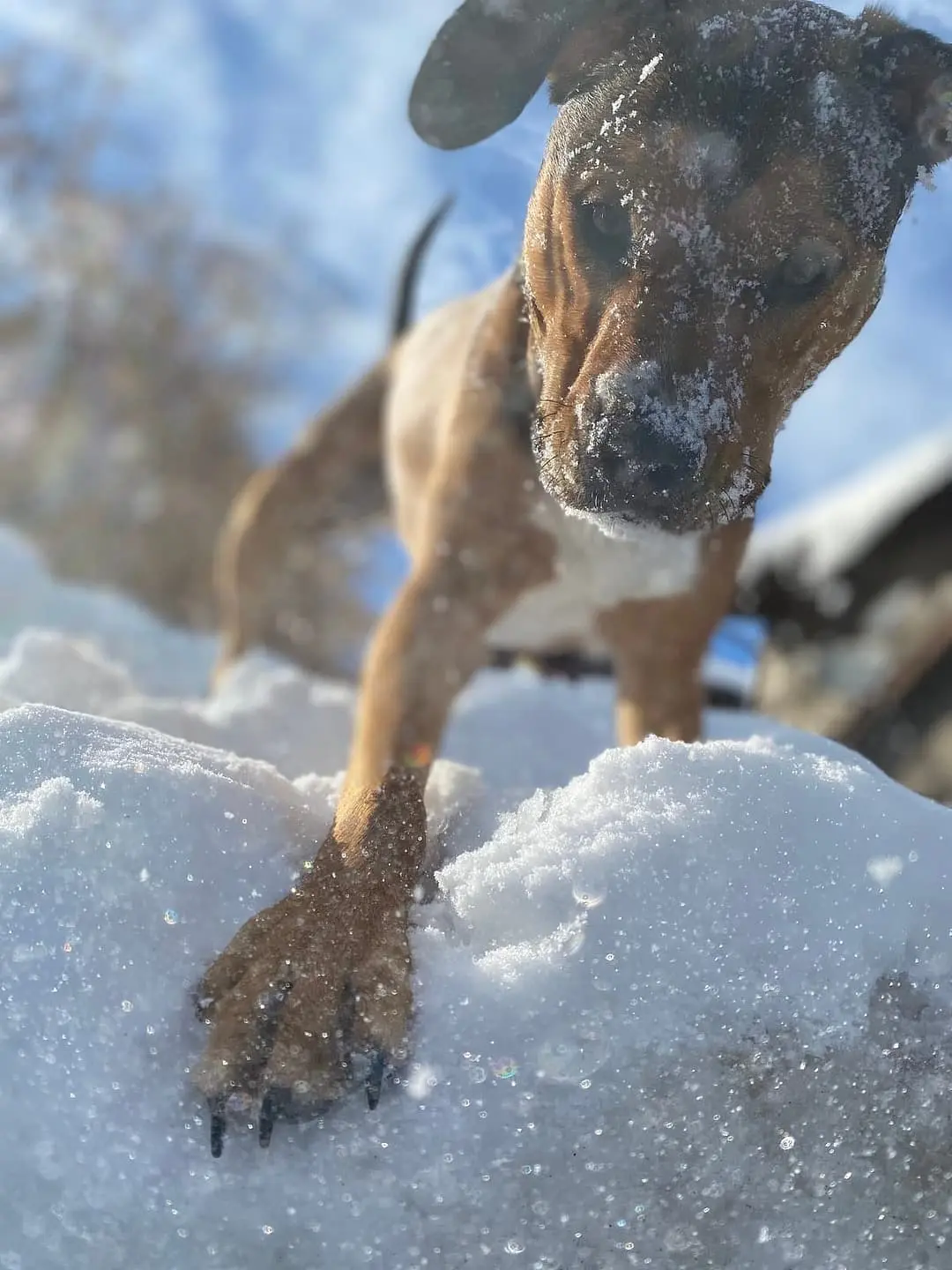 Berner Laufhund with family