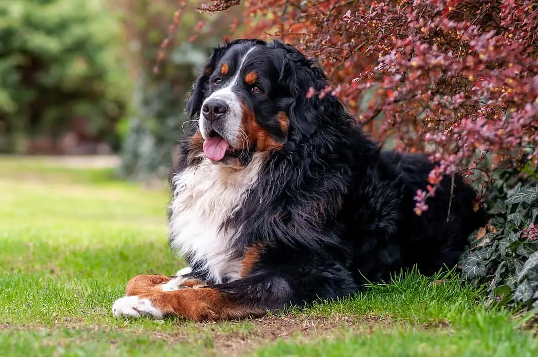 Berner Sennenhond playing