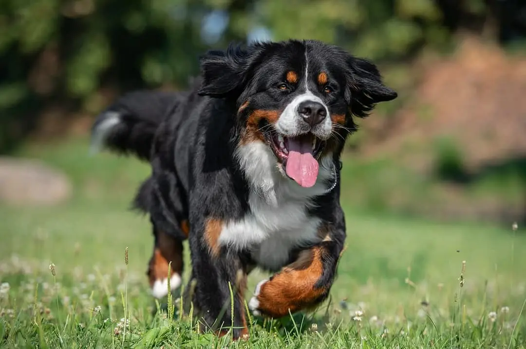 Berner Sennenhond with family