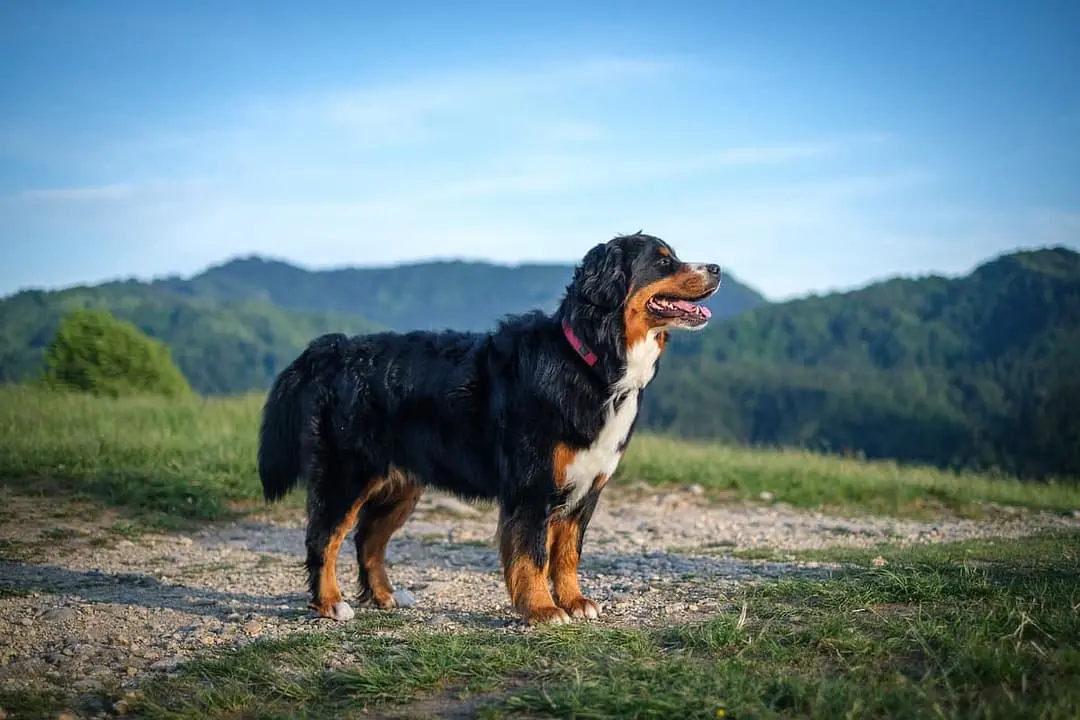 Berner Sennenhond