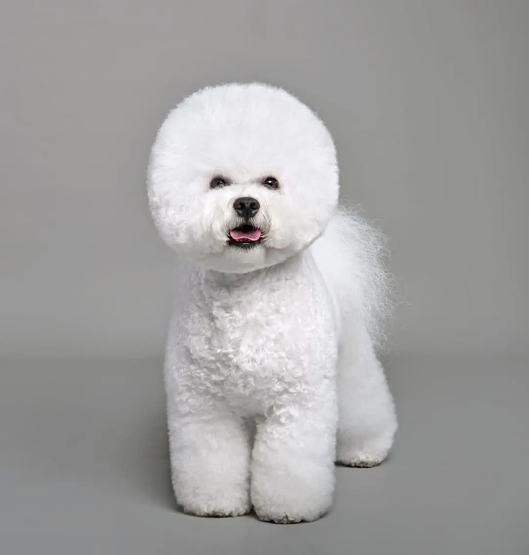 Bichon Frise breed