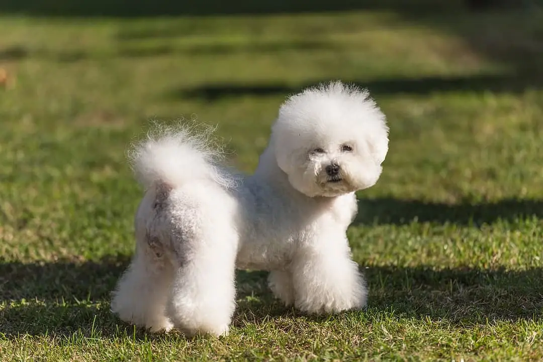 Bichon Frise with family