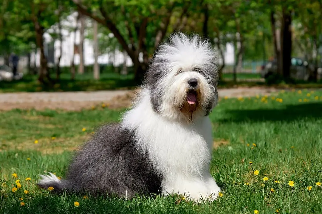 Bobtail (Old English Sheepsdog)