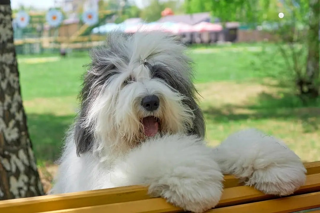 Bobtail (Old English Sheepsdog) playing