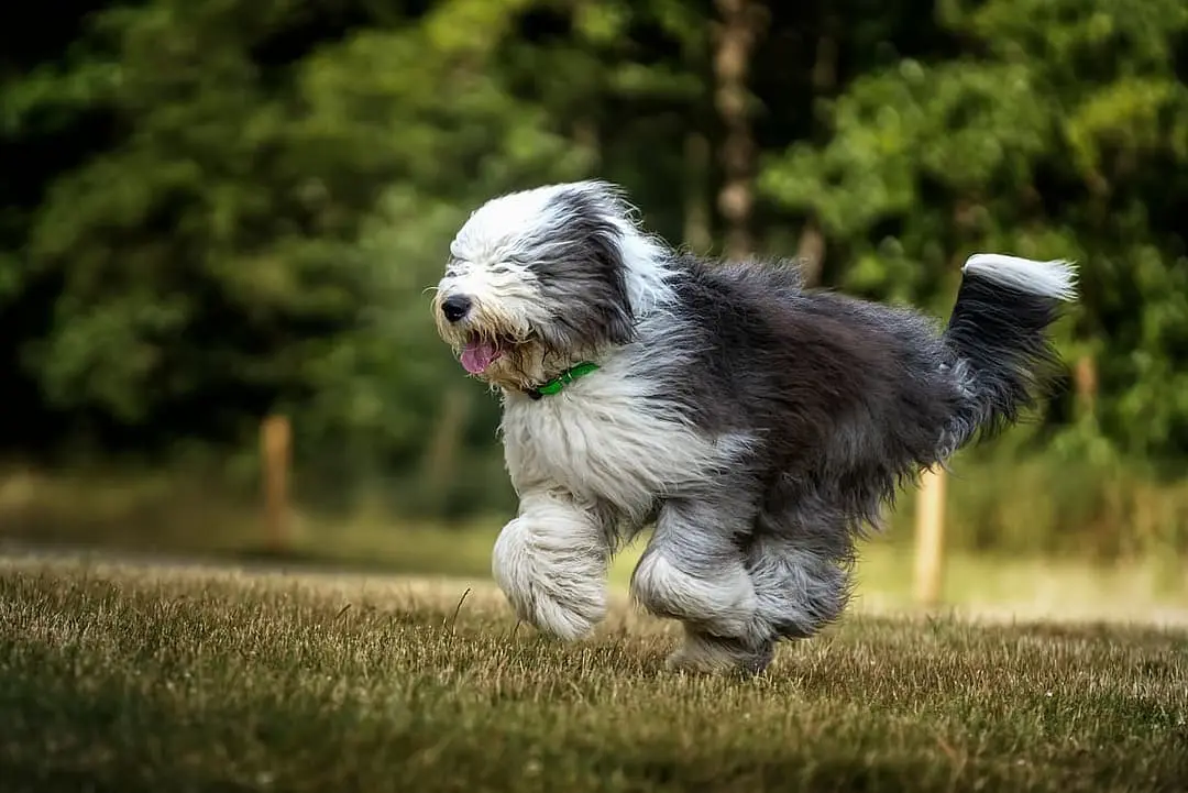 Bobtail (Old English Sheepsdog) with family