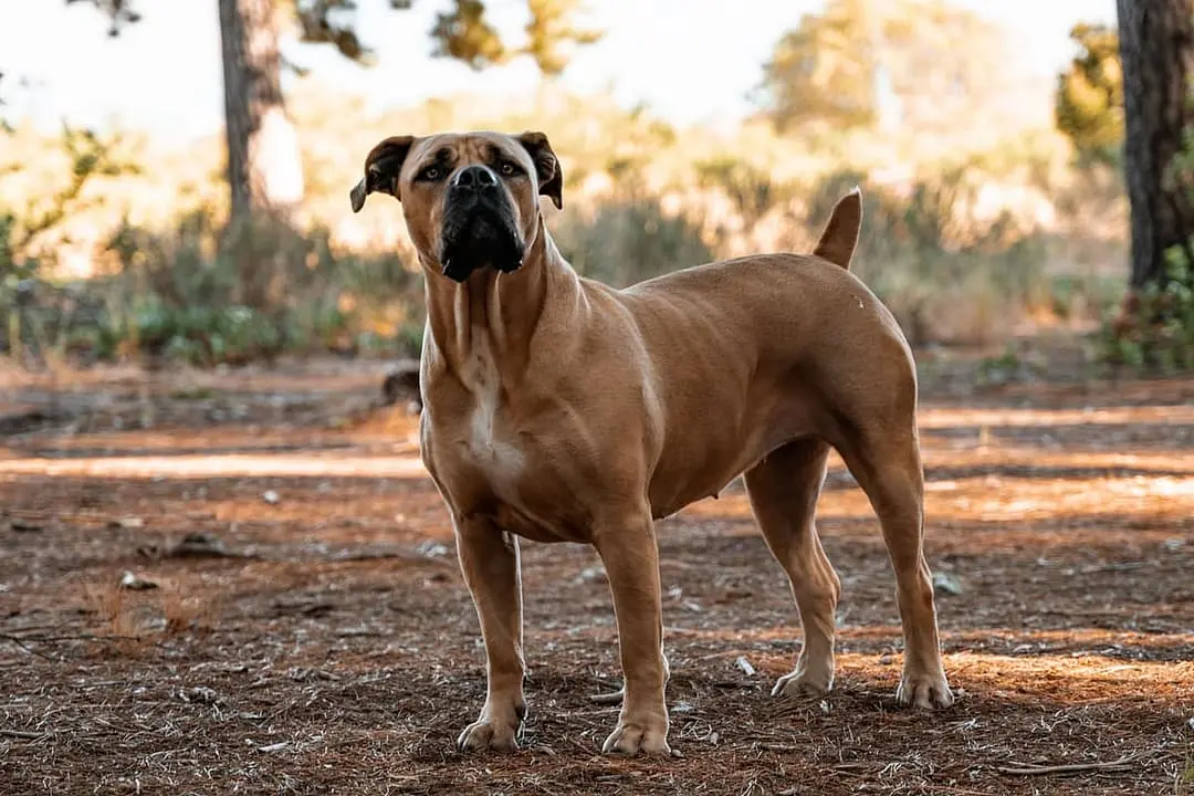 Boerboel