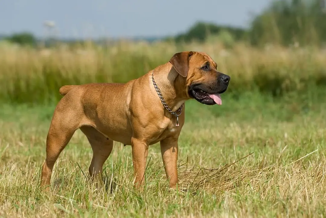 Boerboel with family