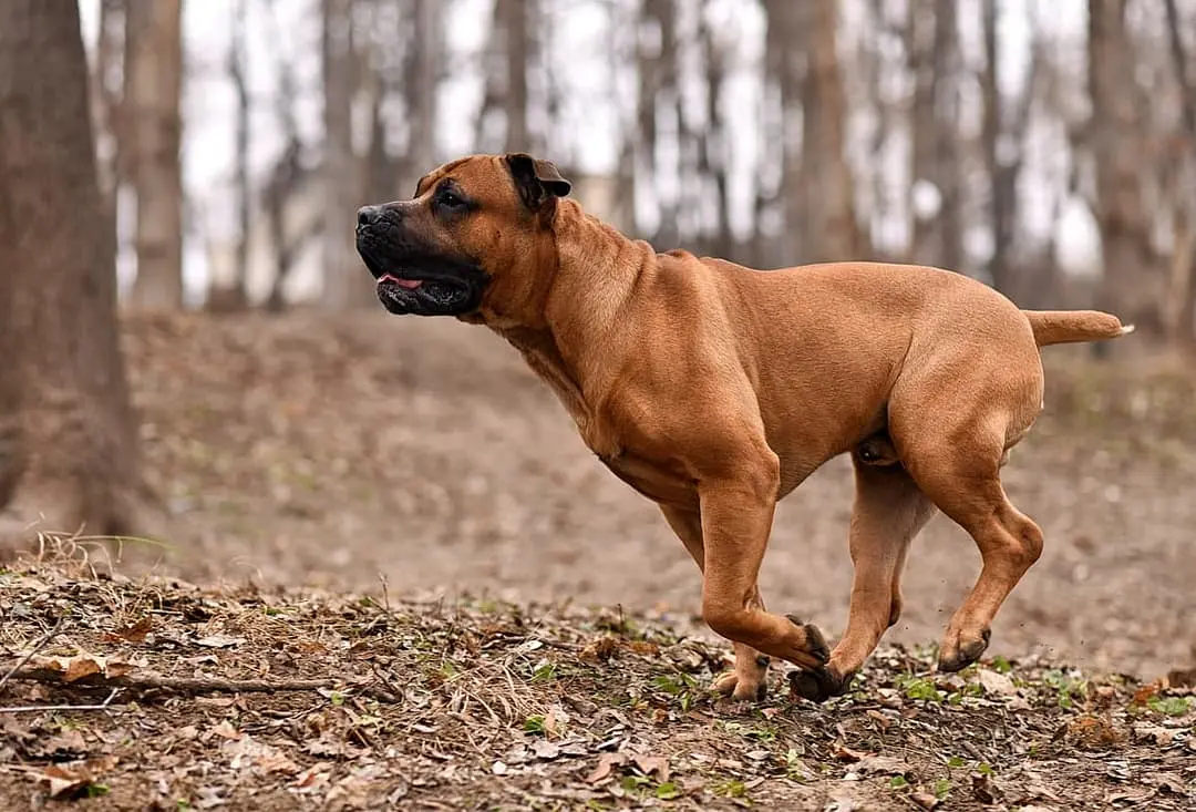 Boerboel