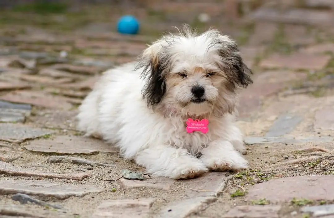 Bolognezer with family