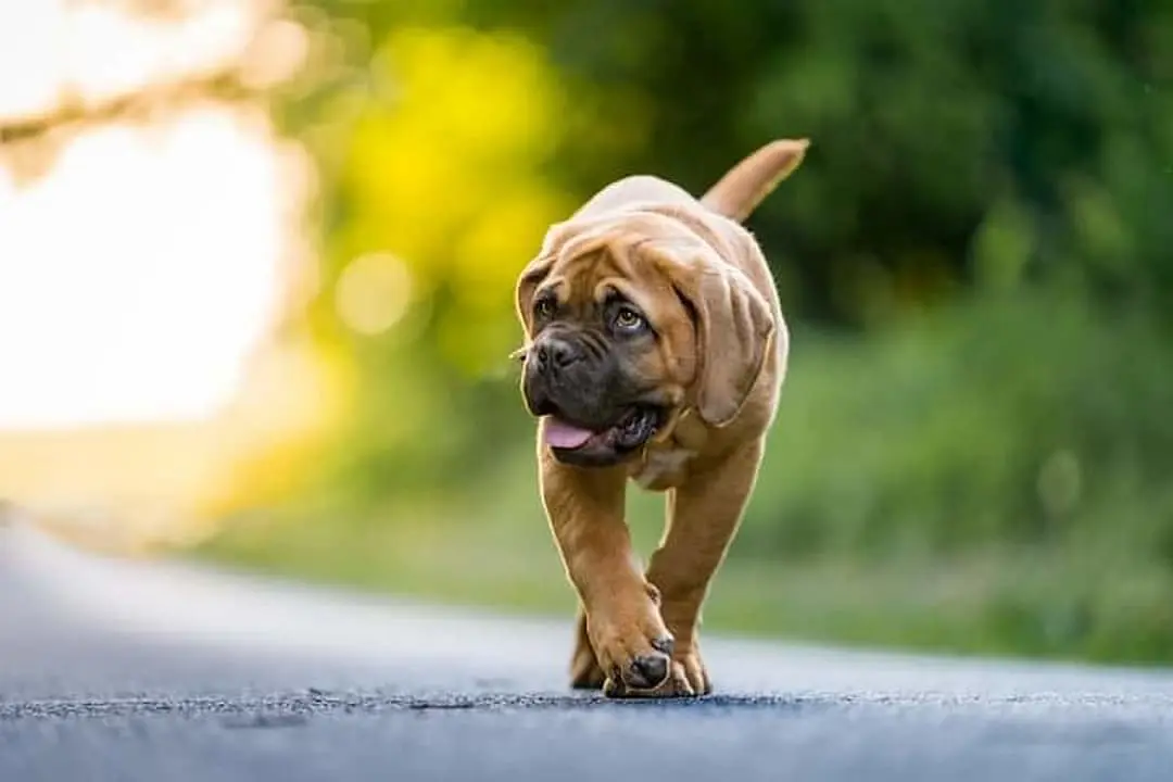 Bordeaux Dog dog breed