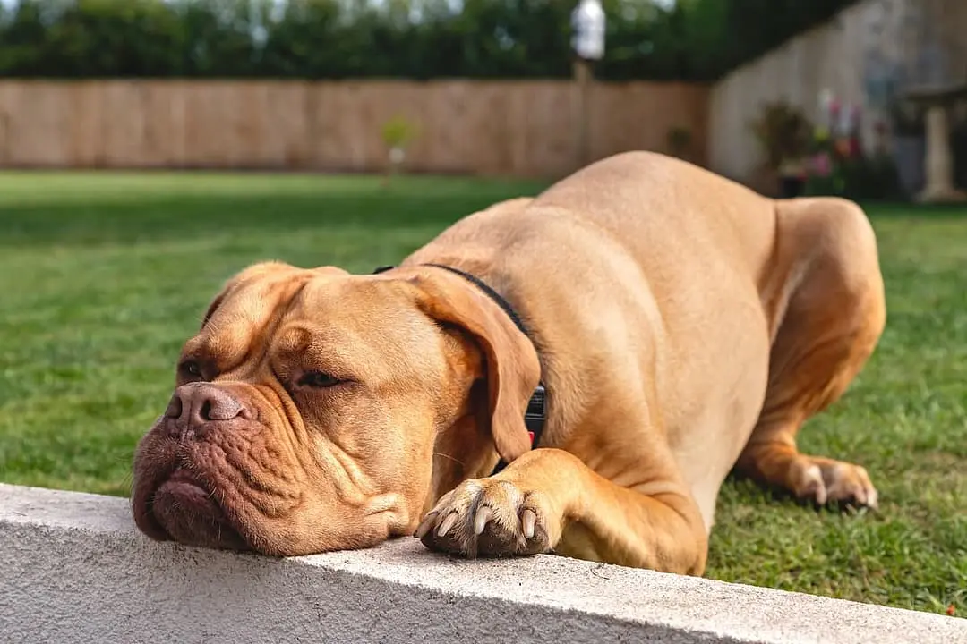 Bordeaux Dog playing