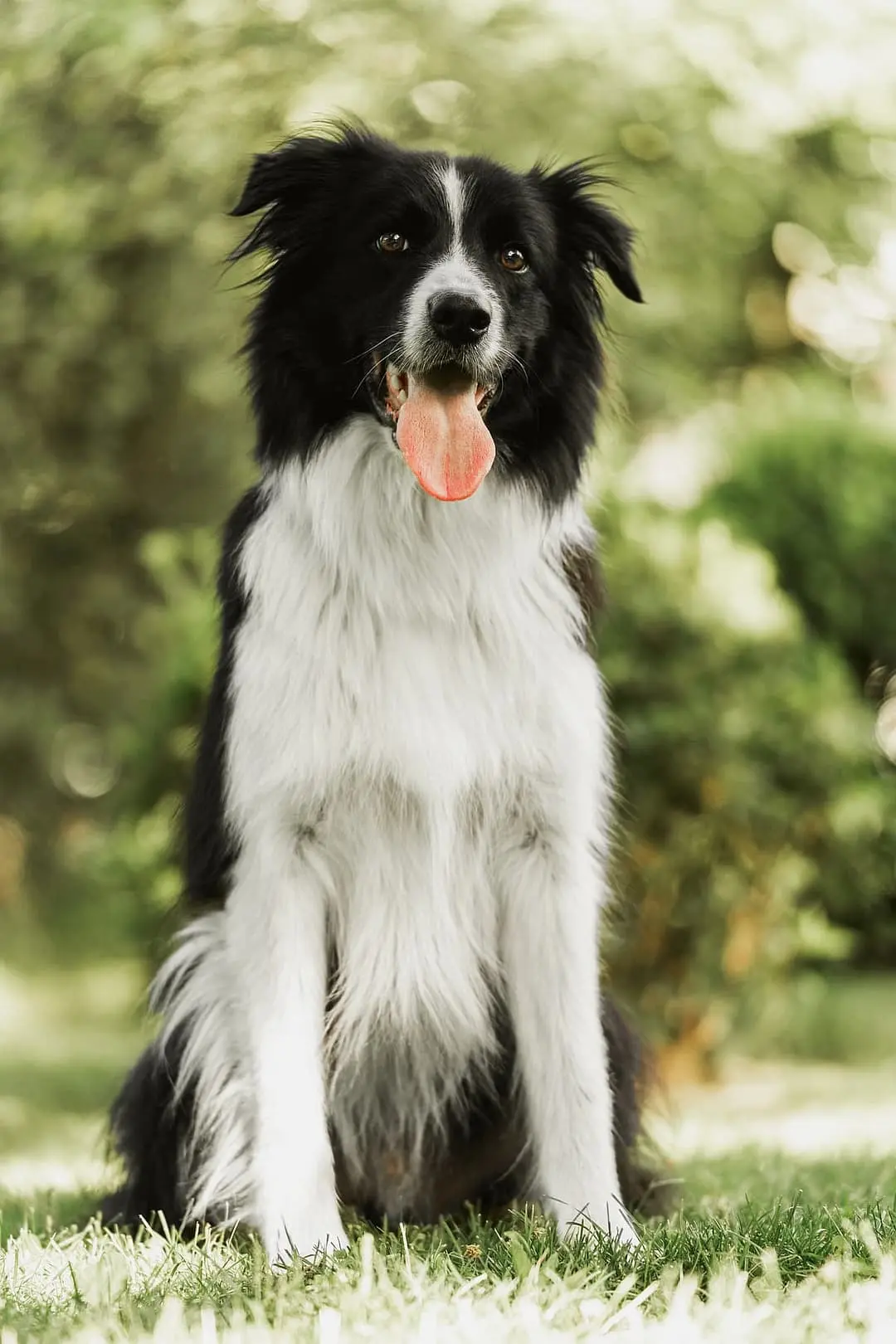 Border Collie