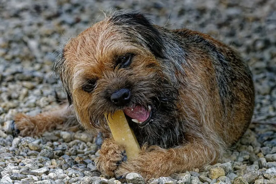 Border Terrier playing