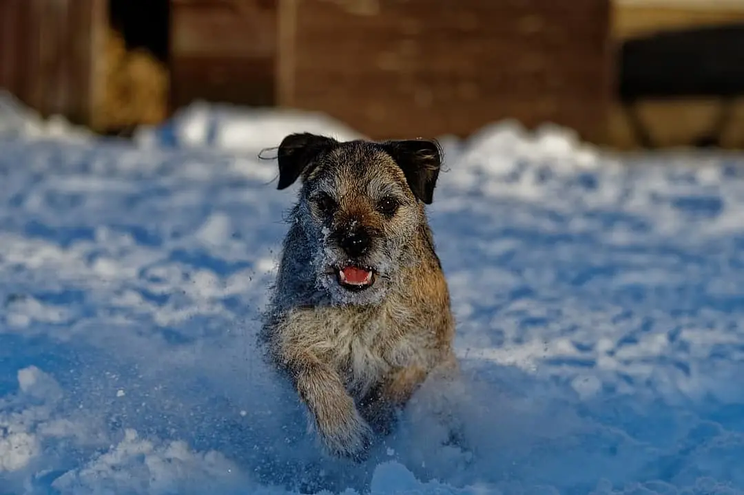 Border Terrier with family