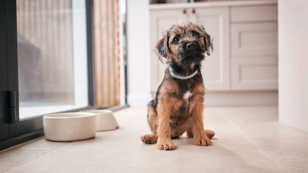 Border Terrier