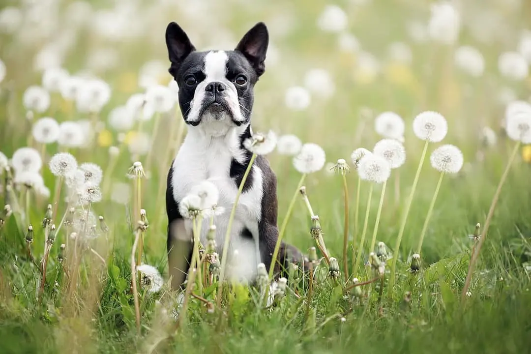 Boston Terrier breed