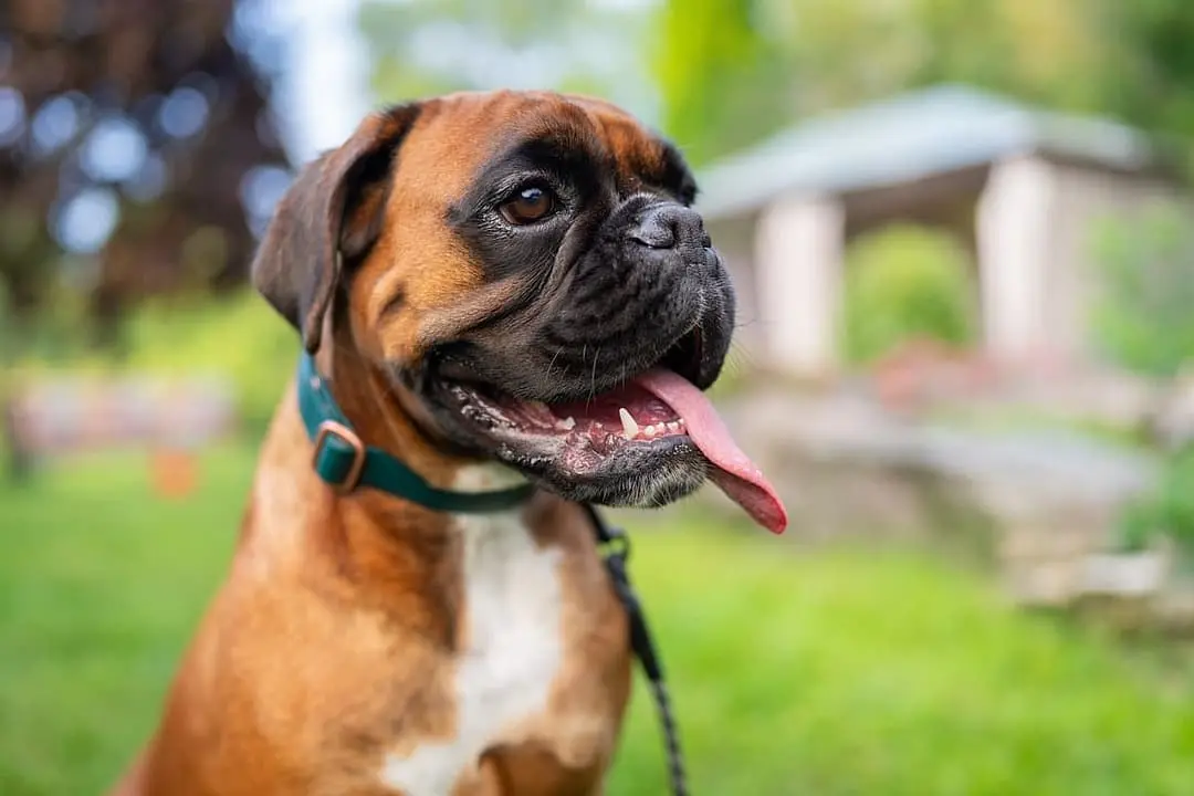 Boxer dog breed