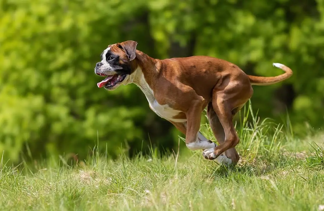 Boxer playing