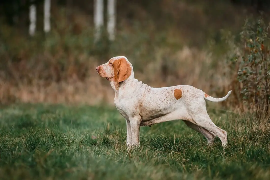 Bracco Italiano