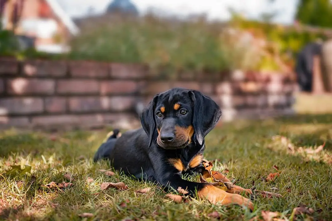 Brandl Brak with family