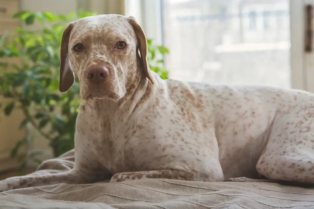 Braque du Bourbonnais playing