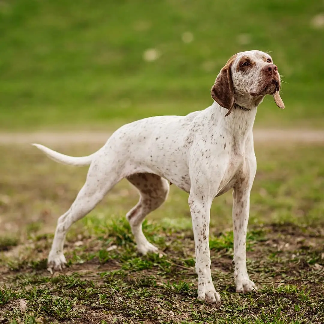 Braque du Bourbonnais with family