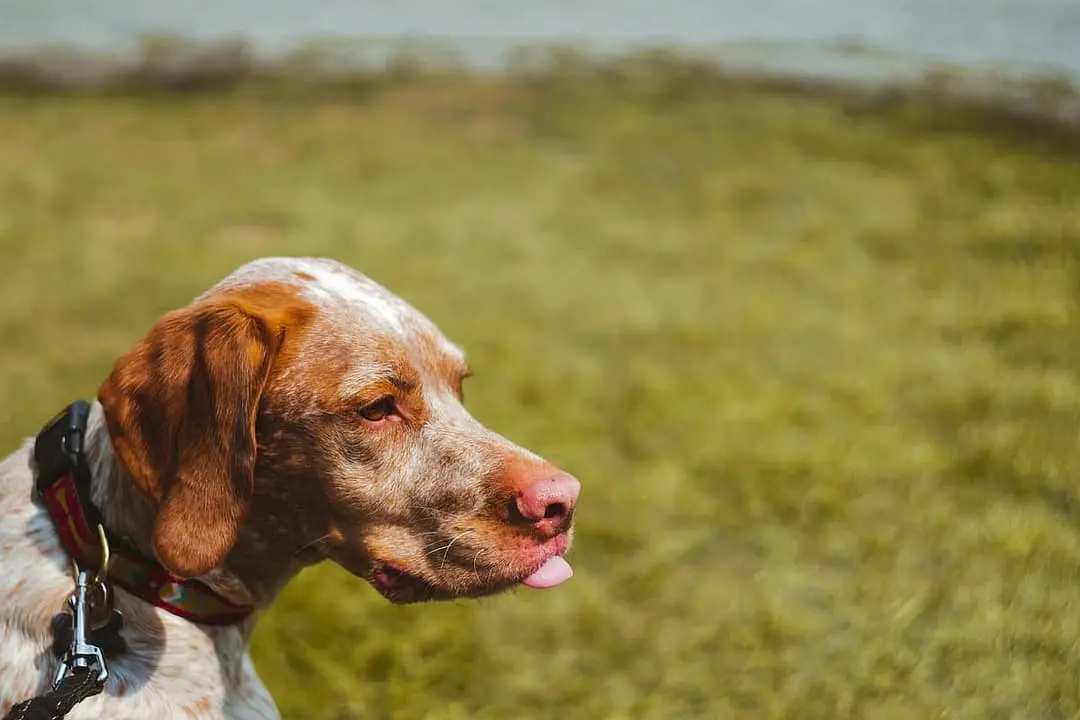 Braque du Bourbonnais