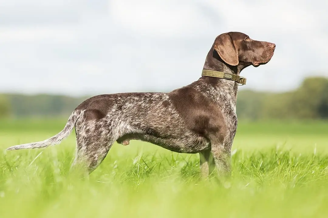 Braque Saint Germain with family