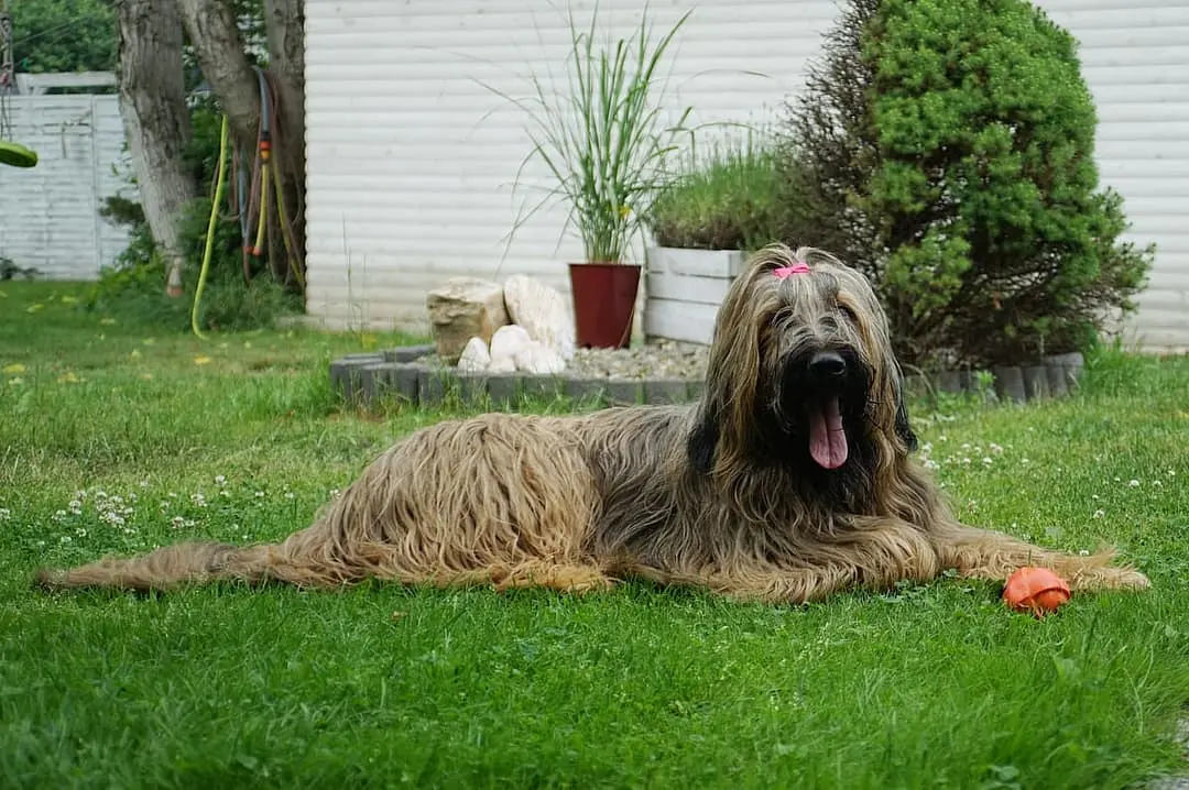 Briard dog breed
