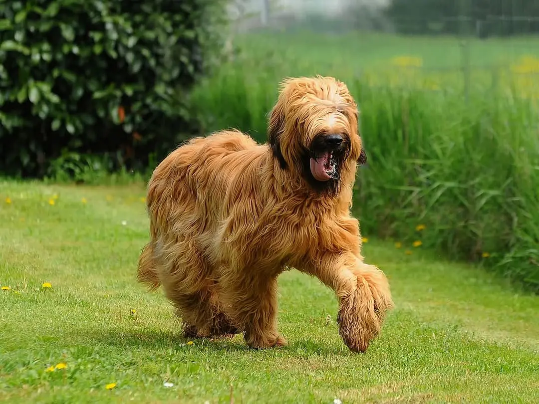 Briard playing