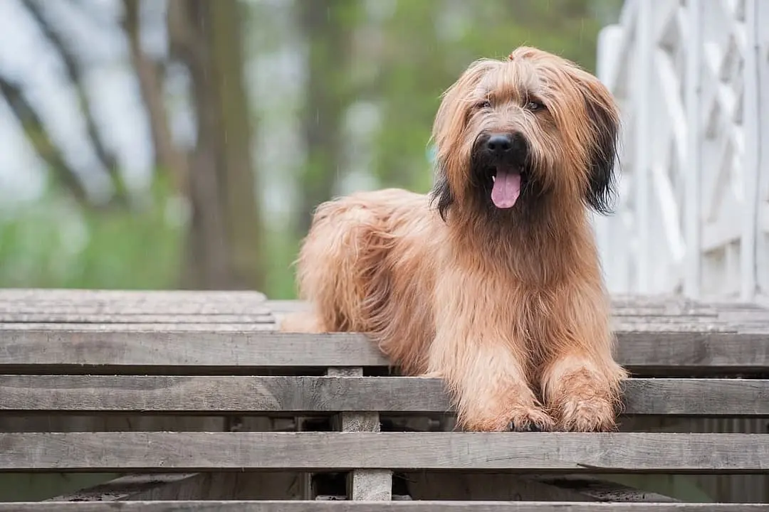 Briard