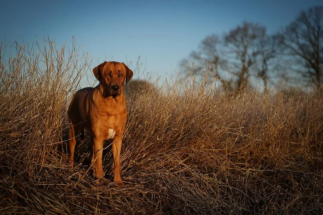 Broholmer with family