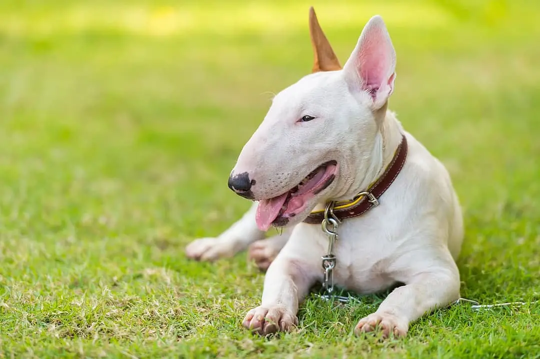 Bull Terrier with family