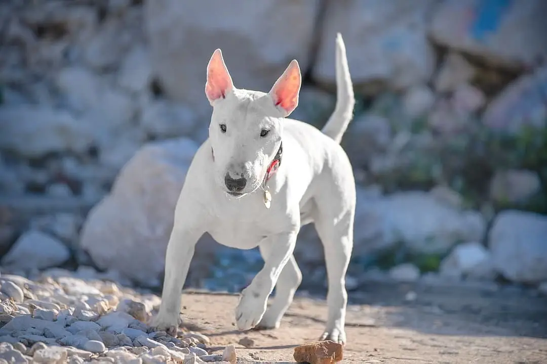 Bull Terrier