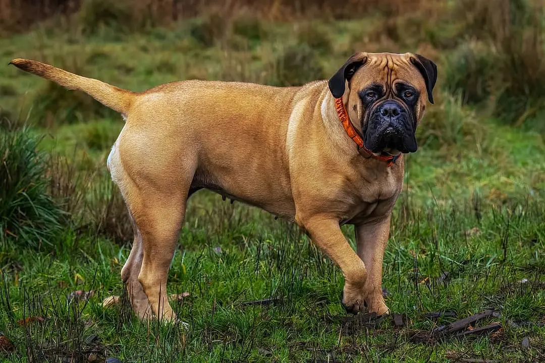 Bullmastiff dog breed