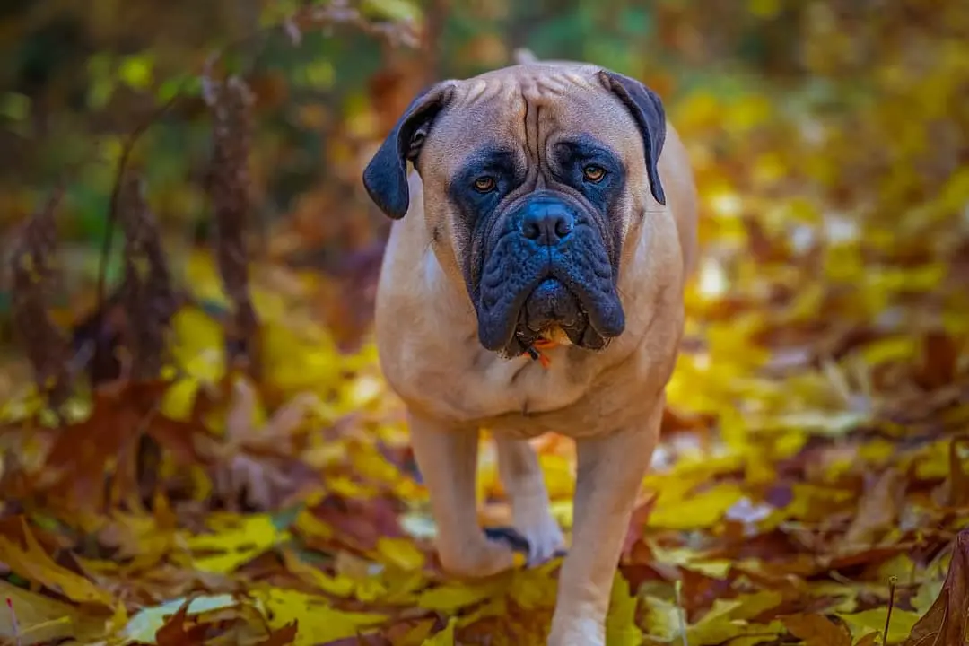 Bullmastiff playing