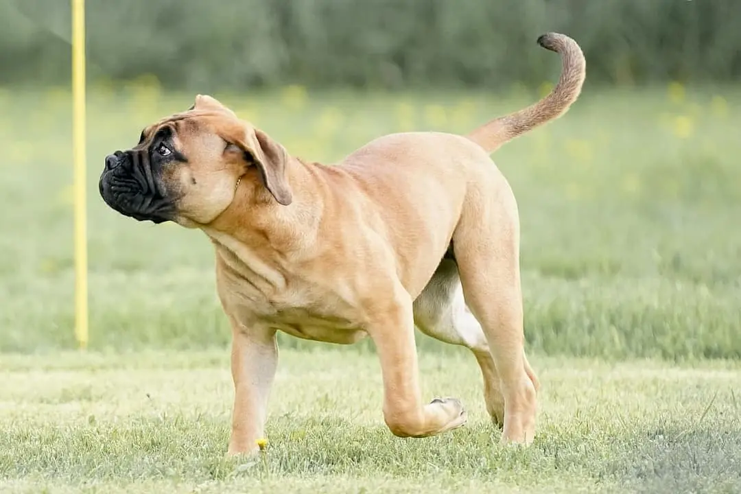 Bullmastiff with family