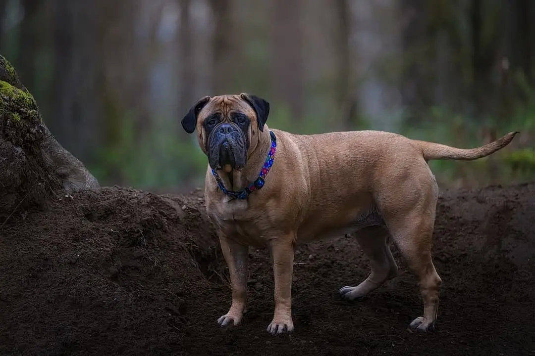 Bullmastiff