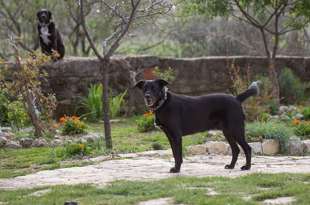 Ca de Bestiar playing