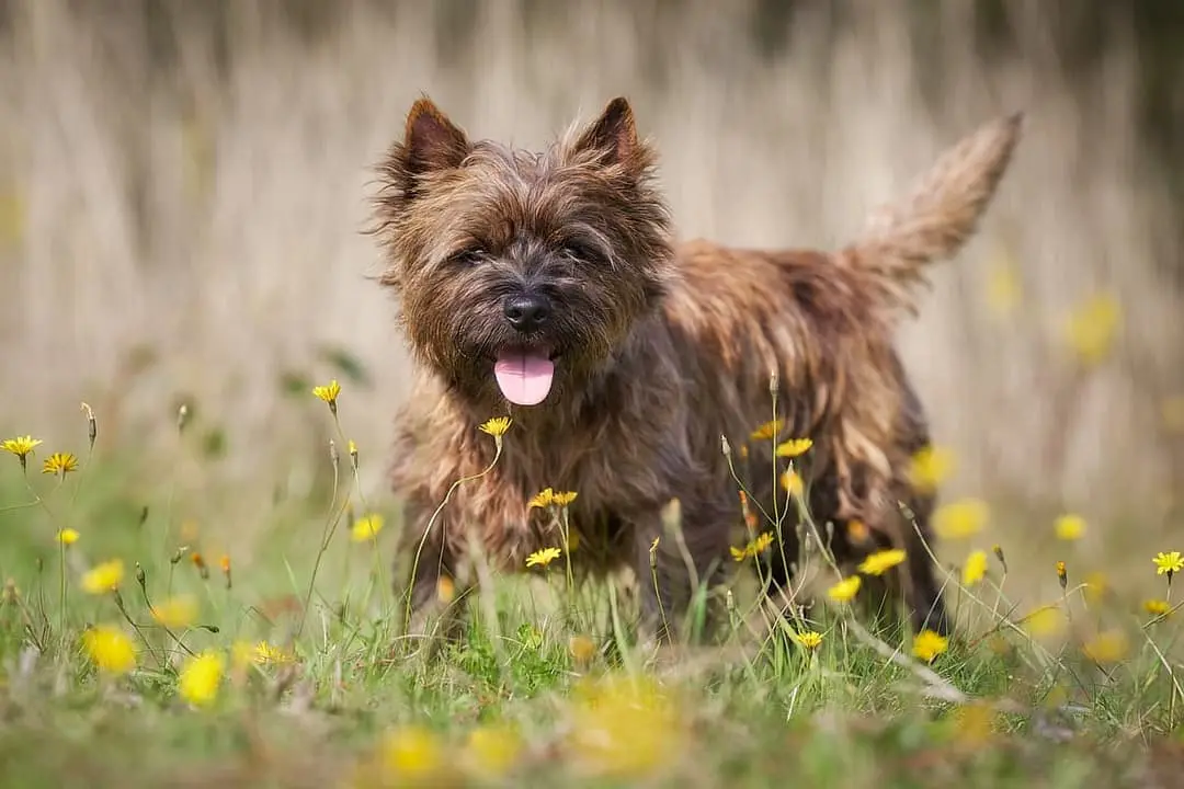 Cairn Terrier with family