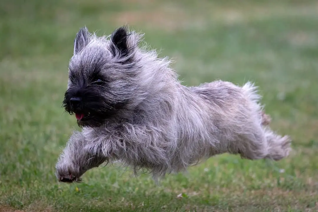 Cairn Terrier