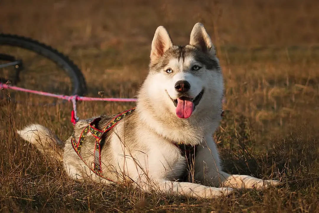 Canadese Eskimohond playing