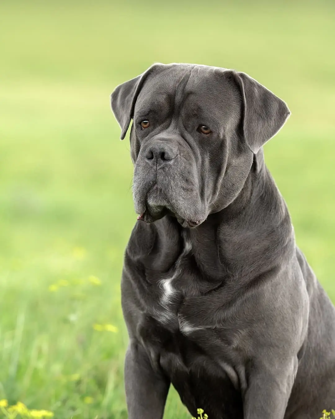 Cane Corso
